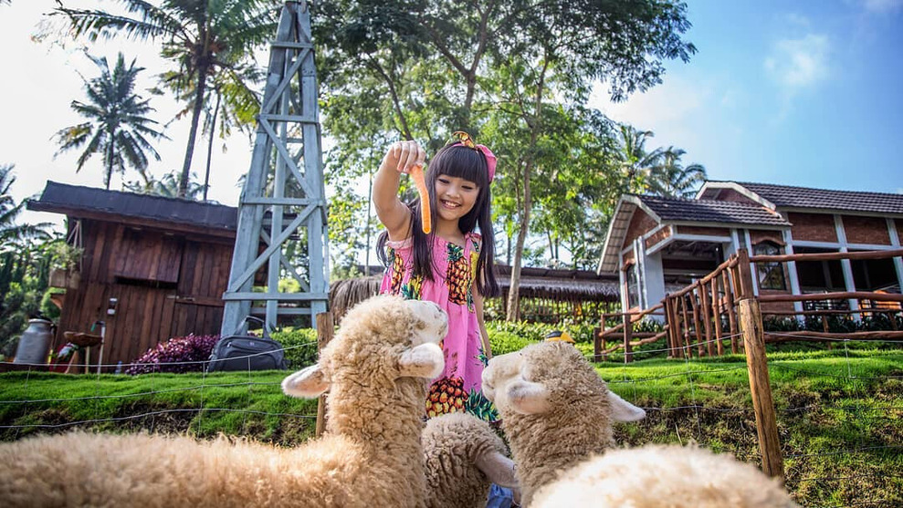 taman-wisata-animal-petting-zoo-dairyland-on-the-valley